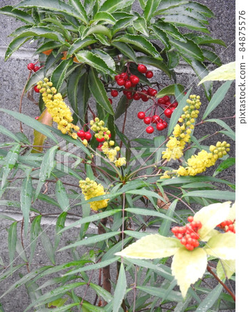 小蘗黃花 小蘗黃花 84875576