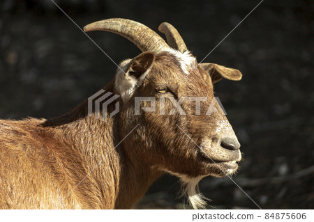 頭上有角的棕色山羊 照片素材 圖片 圖庫