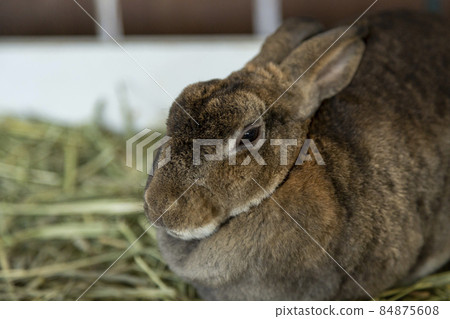 Mini Rex ears and face with muscular body 84875608