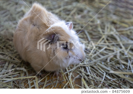 Guinea pigs that are popular as pets for pets Guinea pigs that are popular as pets for pets 84875609