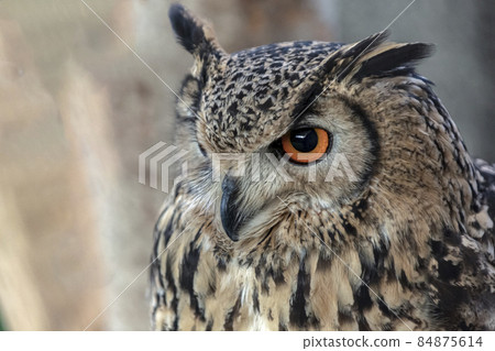 Spotted eagle owl staring at something with a fearless look Spotted eagle owl staring at something with a fearless look 84875614