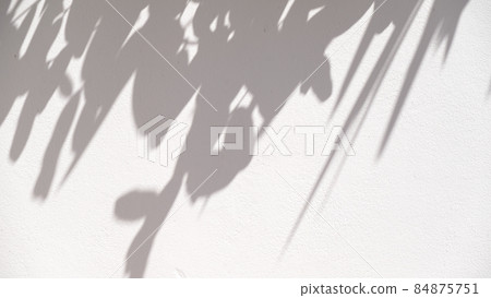 shadow of leaf tree on white wall - black and white gray background shadow of leaf tree on white wall - black and white gray background 84875751