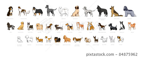 Dogs Breeds 84875962