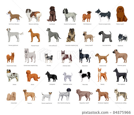 Dog Breeds Collection Dog Breeds Collection 84875966