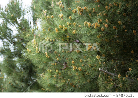 Young Yellow Pine Cones On The Branches April, early spring 84876133