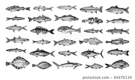 Sea Fish Illustrations in Art Ink Style Sea Fish Illustrations in Art Ink Style 84876134