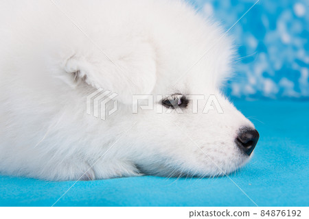 White fluffy small Samoyed puppy dog is sleeping on blue blanket 84876192