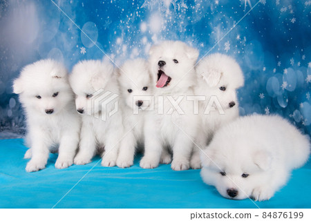 White six fluffy small Samoyed puppies dogs are sitting on blue blanket 84876199