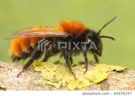 Closeup of the colorful red tawny mining bee or Andrena fulva Closeup of the colorful red tawny mining bee or Andrena fulva 84876247