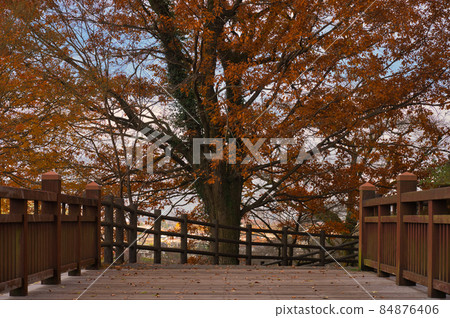 Road leading to big autumn << Sagamihara City >> Road leading to big autumn << Sagamihara City >> 84876406