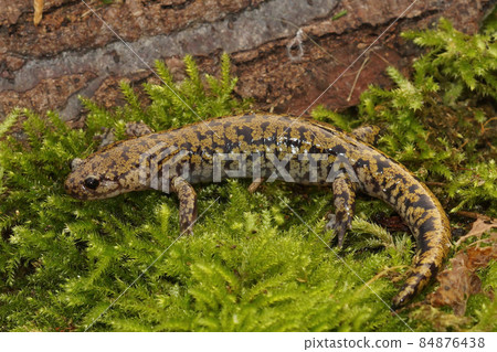 Closeup on colorful and rare Japanese streamside or Hondo salamander Hynobius kimurae Closeup on colorful and rare Japanese streamside or Hondo salamander Hynobius kimurae 84876438