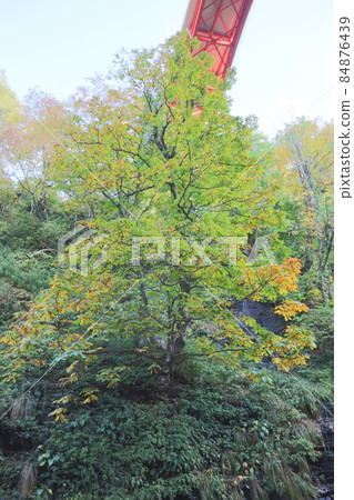 Autumn leaves Autumn leaves 84876439