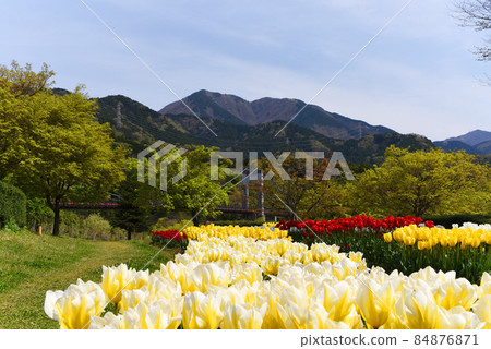 Tulip flower Tulip flower 84876871