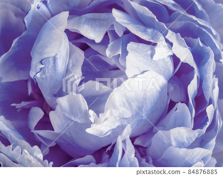 Violet peony close up, color 2022 very peri Violet peony close up, color 2022 very peri 84876885