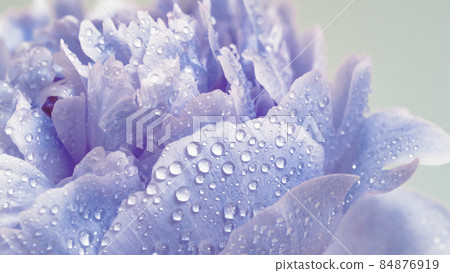 Violet peony close up, color 2022 very peri Violet peony close up, color 2022 very peri 84876919