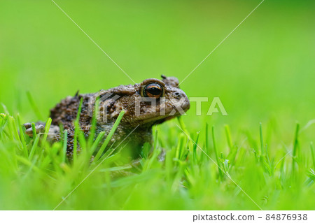 Closeup on an adult EUropean common toad, Bufo bufo sitting in the grass 84876938