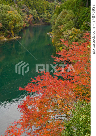 從和馬京橋看白丸湖的秋葉 從和馬京橋看白丸湖的秋葉 84876958