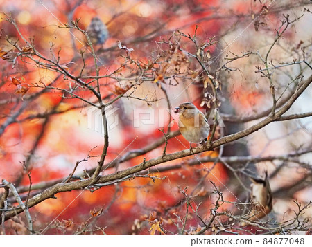 Passerine winter bird brambling eating maple seeds 84877048