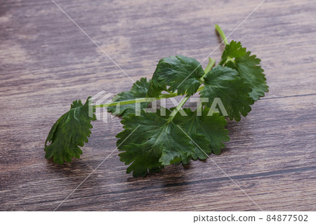 Raw green aroma cilantro leaves Raw green aroma cilantro leaves 84877502