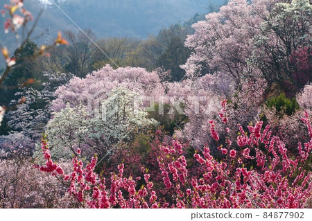 花見山的櫻花（福島縣福島市） 84877902