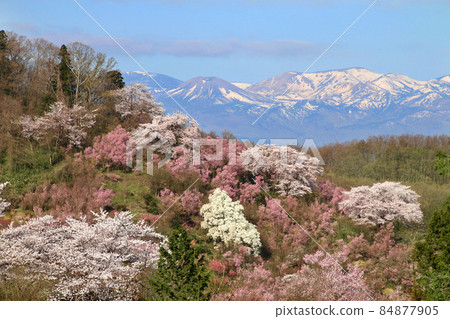 Cherry blossoms at Hanamiyama (Fukushima City, Fukushima Prefecture) 84877905