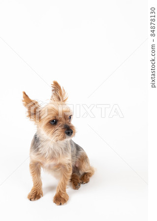 Yorkshire terrier sitting and looking forward to the right. Vertical composition. 84878130
