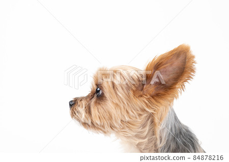 約克夏犬坐著面向左側。只臉。 約克夏犬坐著面向左側。只臉。 84878216