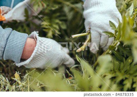 Gardener cuts dry plant with pruning shears. Close up hand of a person taking care of rose hip bushes Gardener cuts dry plant with pruning shears. Close up hand of a person taking care of rose hip bushes 84878335