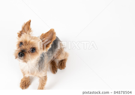 Yorkshire terrier sitting up and tilting his head Yorkshire terrier sitting up and tilting his head 84878504