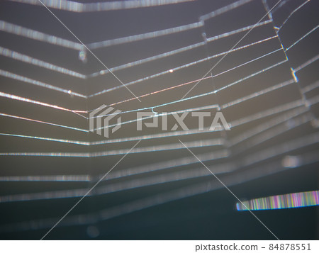 用微距鏡頭拍攝的“蜘蛛絲”圖像素材（放大） 84878551