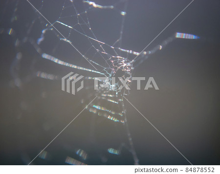 用微距鏡頭拍攝的“蜘蛛絲”圖像素材（放大） 84878552