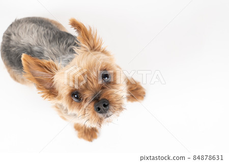 Yorkshire terrier sitting and looking up Yorkshire terrier sitting and looking up 84878631