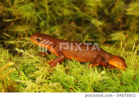 Close up of a subadult female Rough-Skinned Newt, Taricha granulosa on green moss in Northern California 84878852