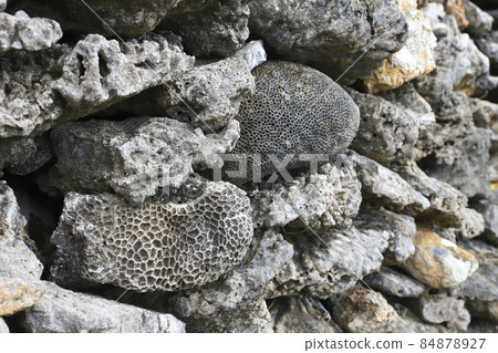 Coral Stone Wall in Gakiya Village 84878927