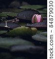 Frog sitting in the water at the lotus flower 84879030