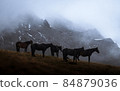 Herd of horses in mountains, beautiful photography 84879036