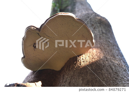 一個美妙的Sarunokoshikake 一個美妙的Sarunokoshikake 84879271