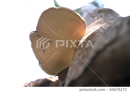 一個美妙的Sarunokoshikake 一個美妙的Sarunokoshikake 84879272