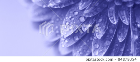purple Gerbera flower petals with drops of water. abstract background. Very Peri 84879354