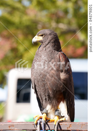 哈里斯鷹 / 哈里斯的鷹 / 鷹 84879801