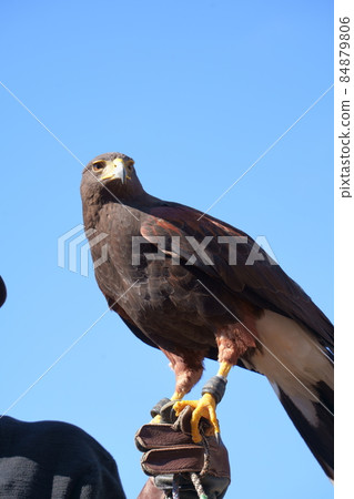 Falconer and Harris Hawk / Harris's Hawk / Hawk Falconer and Harris Hawk / Harris's Hawk / Hawk 84879806