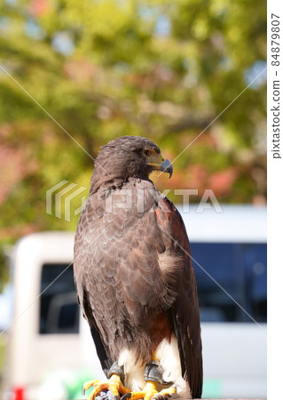 Harris Hawk / Harris's Hawk / Hawk Harris Hawk / Harris's Hawk / Hawk 84879807
