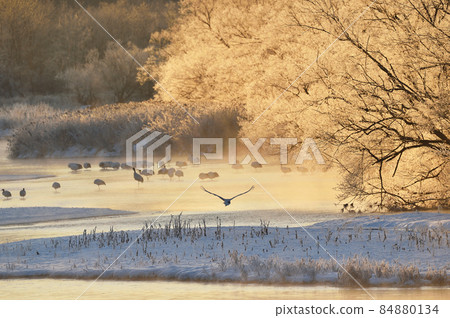 Tancho (Hokkaido · Tsurui) flying from the roost surrounded by ice Tancho (Hokkaido · Tsurui) flying from the roost surrounded by ice 84880134