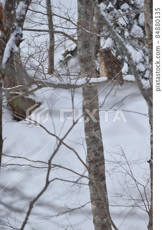 Wild Blakiston's owl (Hokkaido) that I met in a bright time Wild Blakiston's owl (Hokkaido) that I met in a bright time 84880135