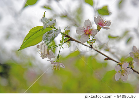 Himalayan cherry tree at Fumonji Temple-Toyohashi City, Aichi Prefecture Himalayan cherry tree at Fumonji Temple-Toyohashi City, Aichi Prefecture 84880186