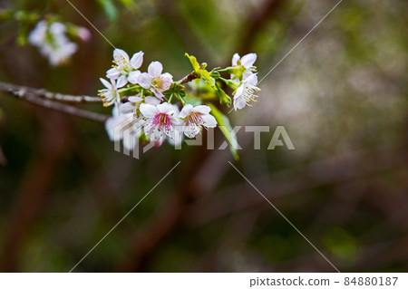 Himalayan cherry tree at Fumonji Temple-Toyohashi City, Aichi Prefecture 84880187