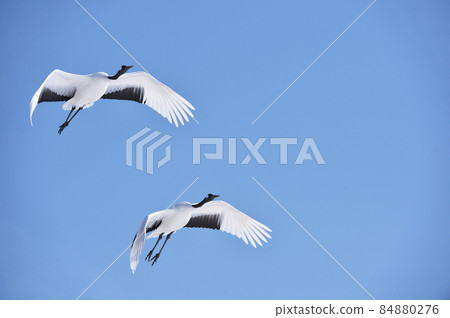 Two Japanese cranes flying in the blue sky (Tsurui, Hokkaido) Two Japanese cranes flying in the blue sky (Tsurui, Hokkaido) 84880276