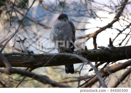 Sparrowhawk Taka Hawk Hokkaido Wild Bird 84880300