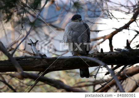 雀鷹 Taka Hawk 北海道野生鳥類 雀鷹 Taka Hawk 北海道野生鳥類 84880301