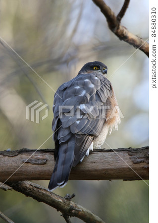 雀鷹 Taka Hawk 北海道野生鳥類 雀鷹 Taka Hawk 北海道野生鳥類 84880310